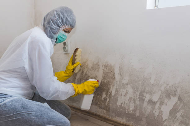 Office Mold Removal Services in Durand, WI