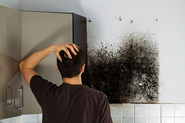 Best Home Mold Removal  in Durand, WI