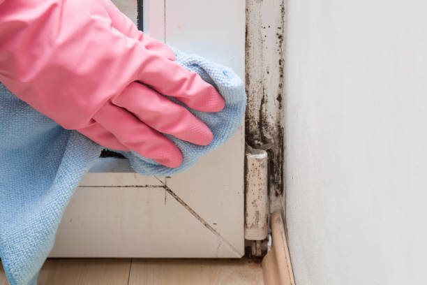 Certified Mold Removal in Durand, WI